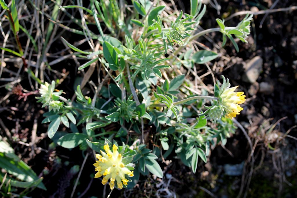 Anthyllis vulneraria
